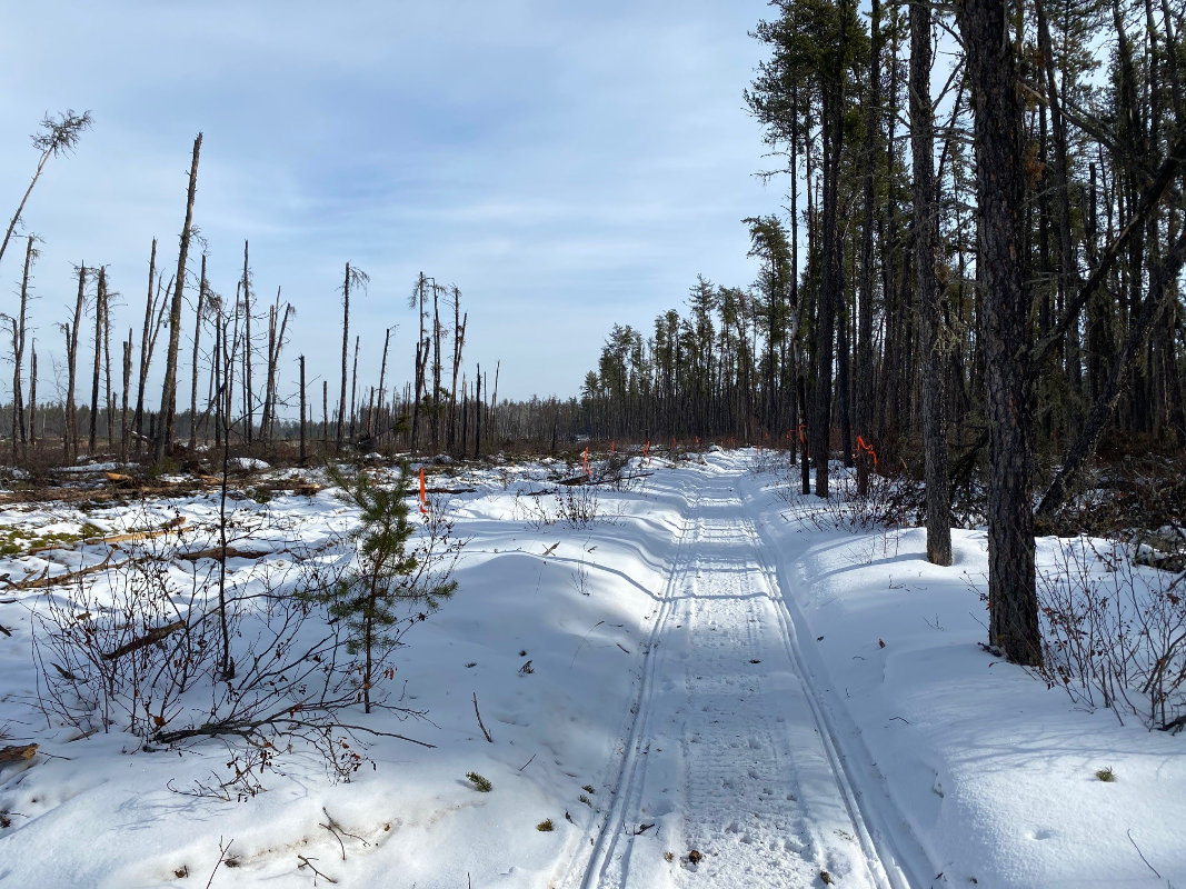 North Side of Boreal Trail - Harvest Complete