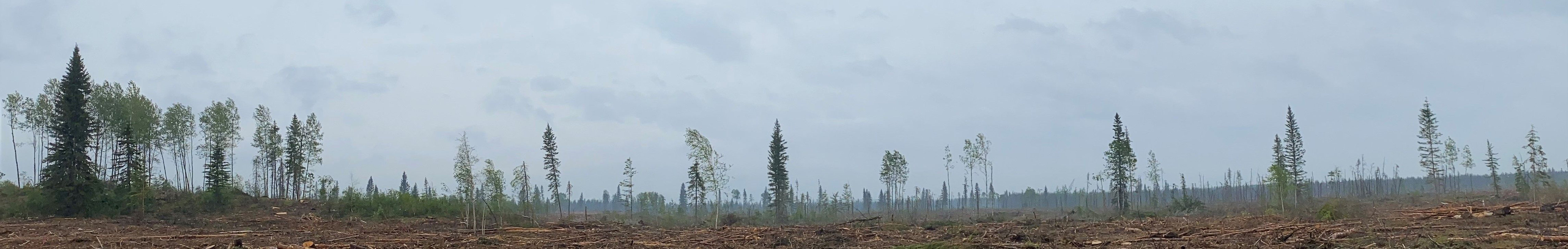 Harvested area with Retention